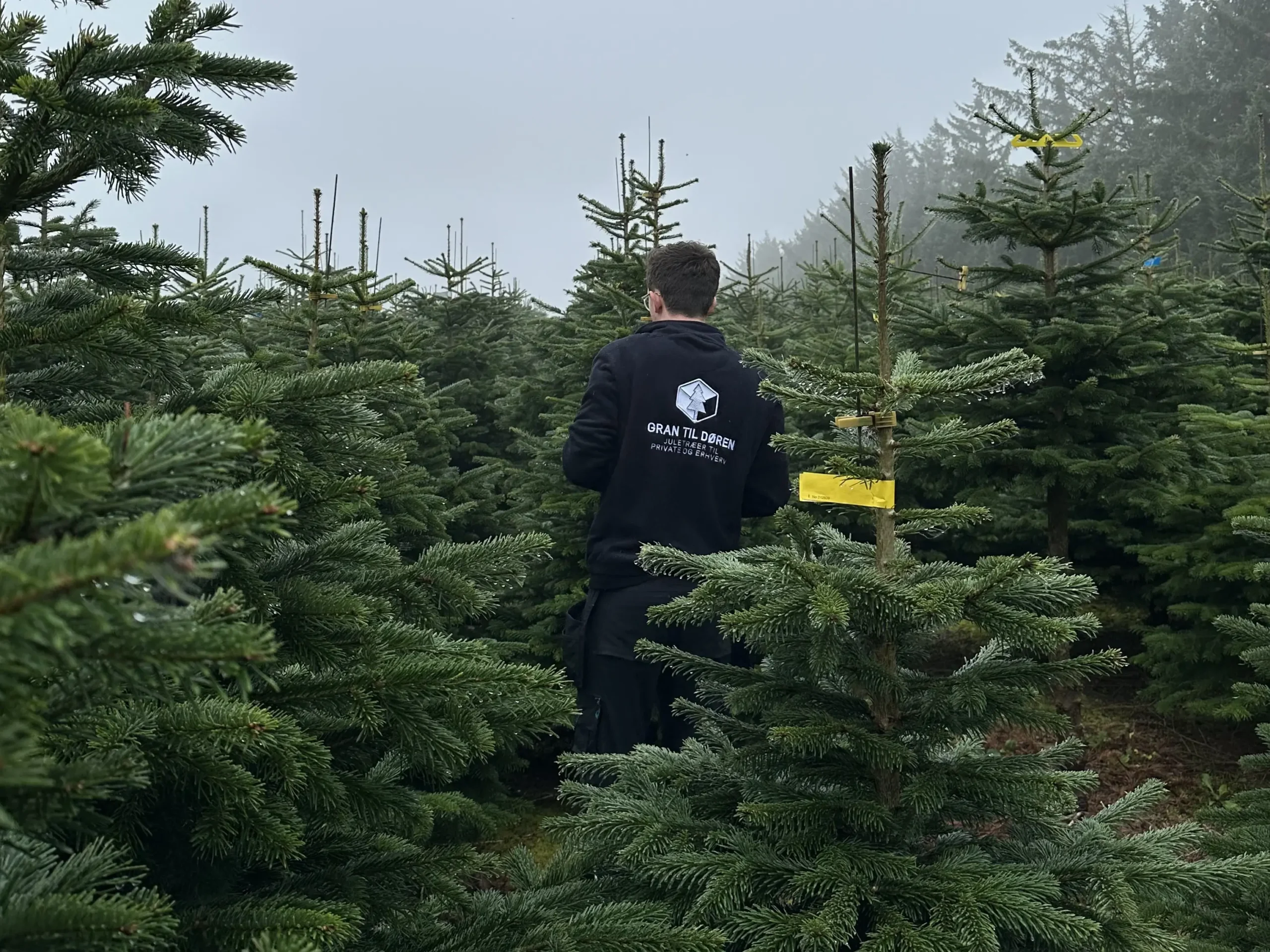 Juletræer Aarhus Ø