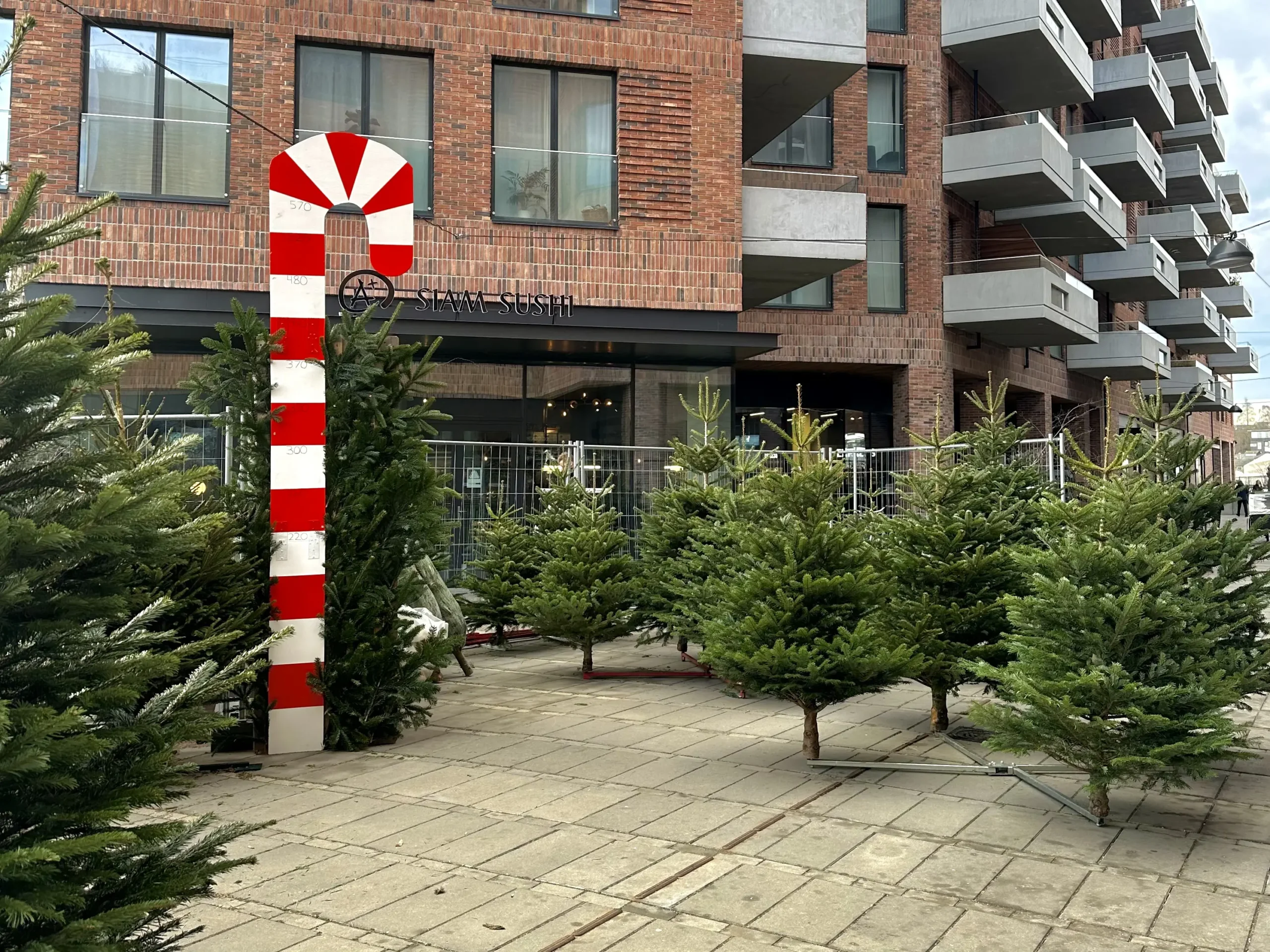 Juletræer Aarhus Ø